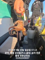 통영 금정호 오전문어 마릿수 좋게 시작합니다 내일오전 자리있습니다