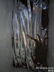 내만갈치 >> 갈치 출조합니다@@ 오늘 4자리@@