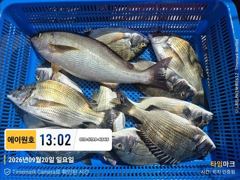 [부산] 감성돔선상 -4짜벤자리!! 씨알굳 마리수감성돔