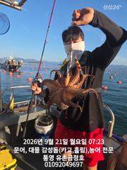 통영 금정호 문어선상 아침부터 정신없이 잡아내고있습니다 내일 오…
