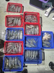[마산] 무늬팁런 싸이즈 굿 손맛굿굿조황 오늘 19시 출조 예약받습니다