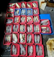(문어)콩콩콩 스테이 300~800g까지 쩍쩍~고고써니호(22일 예약)