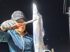 [경주] 대삼치들이 감포코앞바다에서 진을 치고 있습니다