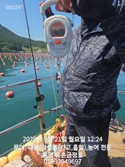 [통영] 통영 금정호 문어선상 마릿수 싸이즈 모두 좋습니다 내일오전 자리…