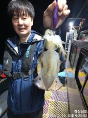 (무늬오징어)내만권 마릿수 소식 쭉쭉 땡기고~고잉메리호(오늘 예약)