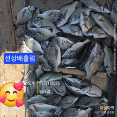 병산 감성돔35외 마리수 선상배및 선외기 흘림조황~~