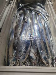 [마산] 내만갈치)쿨러에 갈치가 한가득~^^예약중