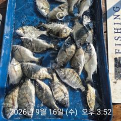 20분전 [격포] 9월21일 부안 한아름호 쭈꾸미(갑이 이벤트)