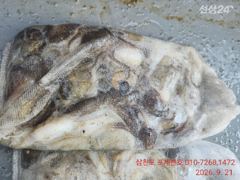 왕 쭈. 재미 납니다