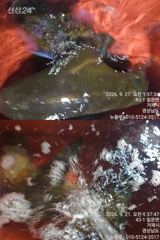 [거제블루]거제권 팁런 무늬오징어 번출조황입니다 오늘 예약가능~~