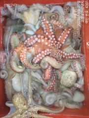 ~~*돌문어 꾸준한마리수 많이많이 올라옵니다~(예약가능)*~~