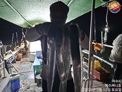 내만갈치 22일부터 출조합니다