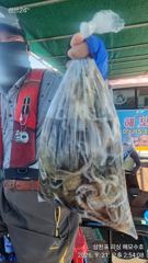 삼천포 주꾸미 전원 세자리수 마감합니다/예약 가능합니다