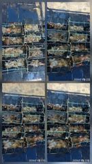 [진해] 칠성호 돌문어 제법 잡았습니다 굿 ~