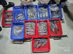 [마산] 무늬팁런 키로오바 무늬 조황 오늘19시 출항확정예약받습니다