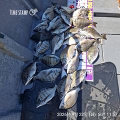 [마산] 진동영근호 오늘 감성돔 마리수 조황입니다