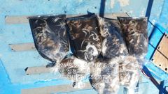 [사천] 주꾸미(삼천포) 80여수 손맛~갑오징어는 손님~로마피싱(24일 …