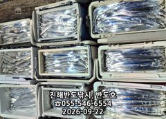 22일,내만갈치,호조황연속,엄청나게 나옵니다.매일출항(목,토,일~예약가능)