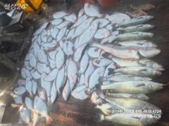 [군산] 군산바다하리호 26.9.22 민어 농어 광어 조황입니다