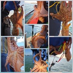 1시간전 [남해] (쭈꾸미) 혼자 마실겸 탐사 , 9월 22일 조황