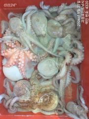 ~~*굵직한돌문어 꾸준한마리수 잘나옵니다~(예약가능)*~~