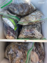 9월 22일 해룡호 조황정보