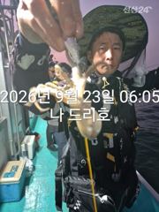 23일, 군산쭈꾸미,오늘도 잘 나오고 있어요~싸이즈 굿~실시간~~군산낚시프라자 나드리호
