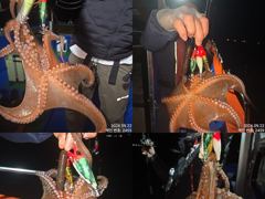 [진해] 22일 퍼담듯이 올라와 잡고온 제수용급 야간~돌문어 잡으러 출조…