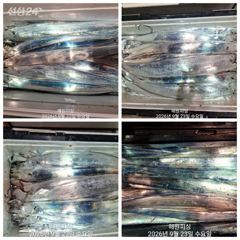 [진해] 내만갈치 23일새벽 3지 3.5지 엄청잡았습니다 예약가능