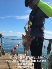 [통영] 통영 금정호 오전문어 묵직한조황입니다 내일 오후 자리여유있습니다