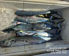 씨스타호 삼치 달~~ 나와요
