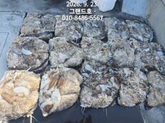 23일, 군산쭈꾸미,갑이와 함께 나오고 있어요~빵빵한 망탱이 굿조황~~군산낚시프라자 그랜드호