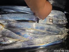 23일 내만갈치 슈퍼용가리급까지 씨알,마릿수 미쳤다~!!(토,일,월 예약중)