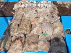 23일,군산 문어~덩치급 문어~망탱이 터집니다~연일 빵빵한 망탱이조황~ ~~군산낚시프라자 챔피언호