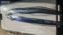통영칼치 나온다 3지 4지