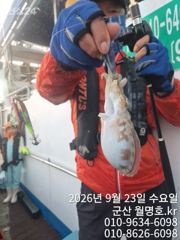 23일, 군산쭈꾸미,갑이와 함께 나오고 있어요~오전반 굿조황~~군산낚시프라자 월명호