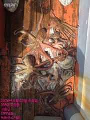 9월23일 팀보스선단 문어 조황