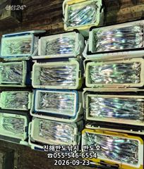 23일,내만갈치,호조황,100수이상,엄청나게 나옵니다.매일출항(목,토,일~예약가능)