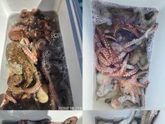 문어,연일,키로,키로,중치들,120수,우루루,,(금,예약가능)
