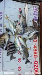 [통영] 통영현대레저)갑오징어.감성돔마릿수및뺀찌.참돔