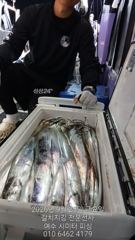 여수 시미터 피싱 (갈치지깅 전문선사) 26년 9월 24일 갈치지깅 조황