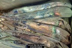 경동호 먼바다왕갈치외줄16석. 씨알이넘좋아요.오늘금토일예약가능