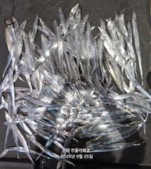 25일,입항<내만갈치>토,일,예약중~씨알,마릿수 끝장gogo~