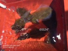 (무늬오징어) 고구마급 좀 나오네요 9월 24일 조황