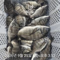 09.25 [경주] 주간은 대삼치 사냥~~야간 무늬오징어 예약중입니다