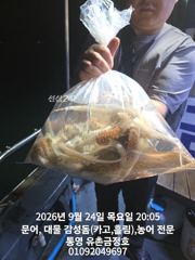 통영 금정호 오후문어도 재미나게 잡아냅니다!! 내일 오전 자리여유있습니다