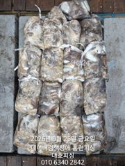 대호피싱25일 쭈꾸미 대박 15분 모시고 마무리하고 왔어요