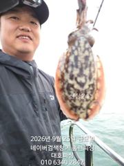 대호피싱 쭈꾸미 실시간 올립니다 갑오징어도 정말 잘 나오네요