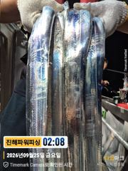 [갈치/텐빈/텐야]25일입항~만쿨자부터.[오늘예약가능]