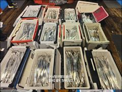 [26일입항] "내만갈치" 튼실한 씨알에 손맛 보며 쿨러 묵직하게 담았네요~ [일요일예약가능] 010-7660-2435